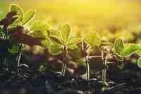 Close-up of young green plants sprouting from the soil under warm sunlight. The seedlings have bright green leaves and are illuminated by the sun, creating a radiant glow in the surrounding area. The background is softly blurred, highlighting the focus on the sprouts.